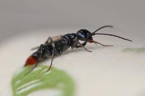 Réf. 195 699 : Dolichurus haemorrhous